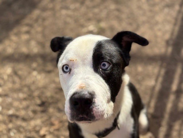 OZZY - Pit Bull Terrier available for adoption