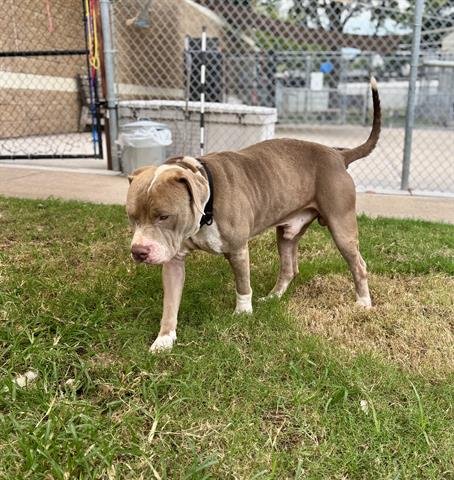 NOAH - Pit Bull Terrier available for adoption