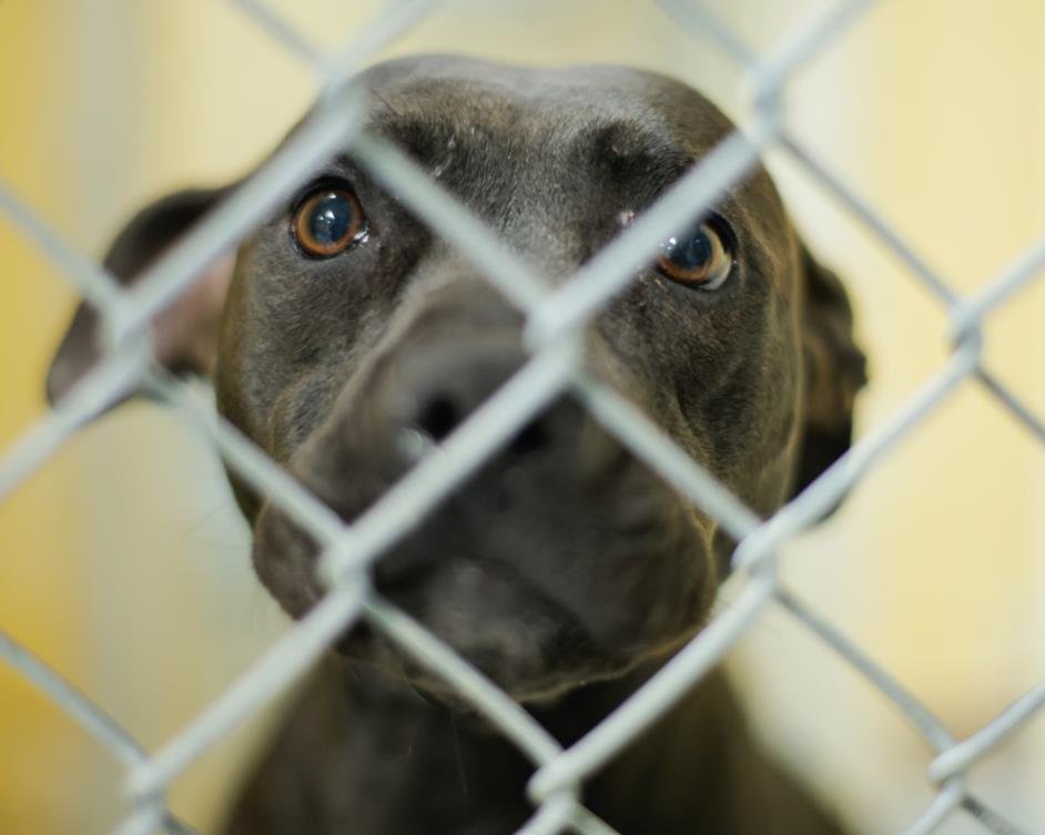 KARISMA - Pit Bull Terrier available for adoption