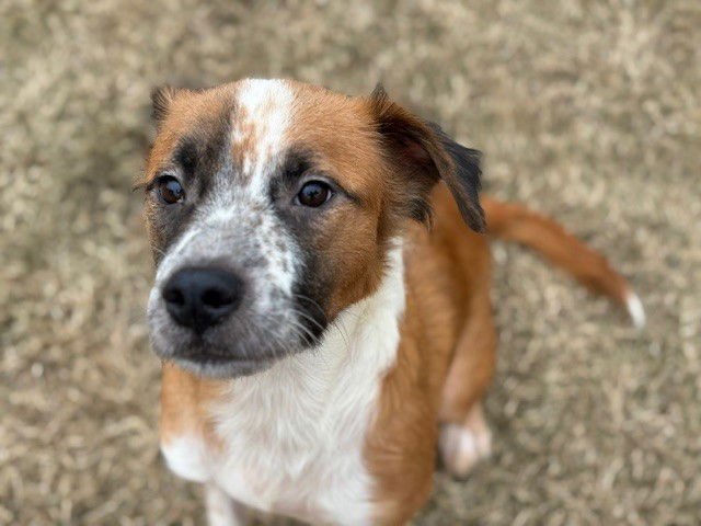 SHIRLEY - Australian Cattle Dog/Blue Heeler available for adoption