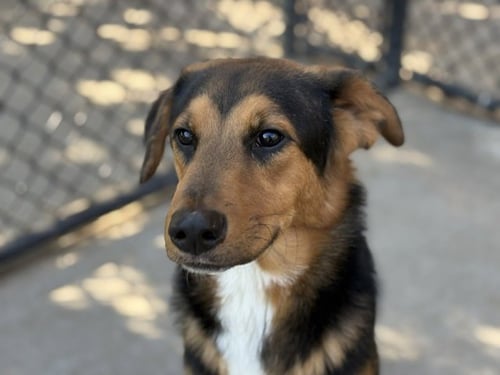 MONDO - German Shepherd Dog available for adoption