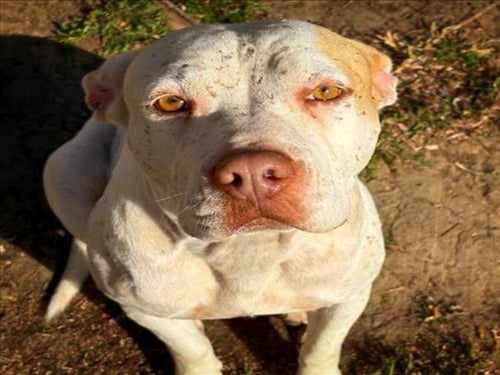 SUGAR PIE - Pit Bull Terrier available for adoption