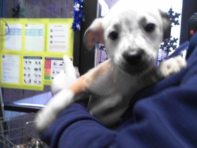 VOSS - Australian Cattle Dog/Blue Heeler available for adoption