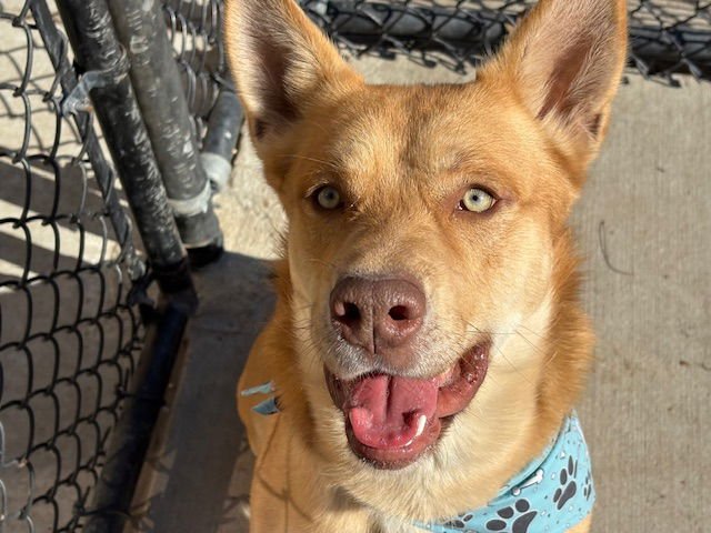 ROJO - Carolina Dog available for adoption