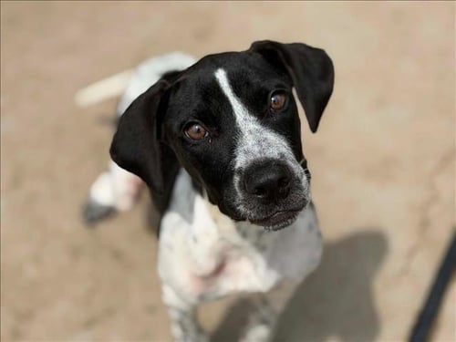 SMILE - Plott Hound / Pit Bull Terrier available for adoption
