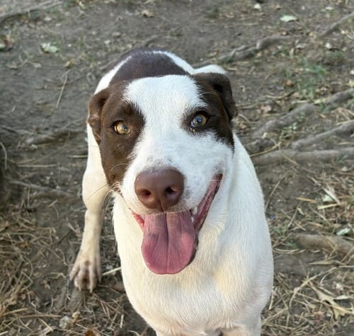 MISTER - Pit Bull Terrier available for adoption