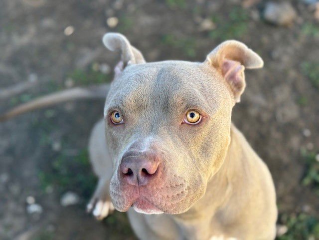 WALLY - Pit Bull Terrier available for adoption