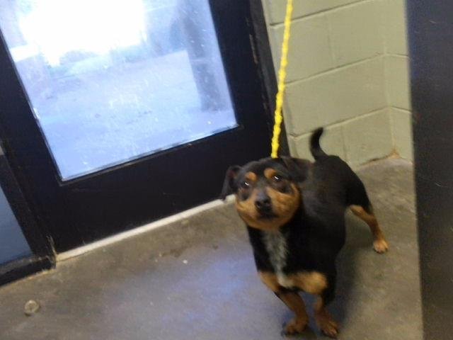 BENJI Image