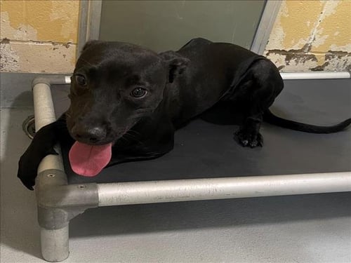 BACON - Labrador Retriever available for adoption