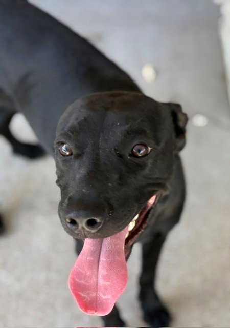 BACON - Labrador Retriever available for adoption