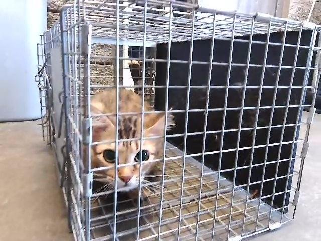 MISTY - Domestic Medium Hair available for adoption