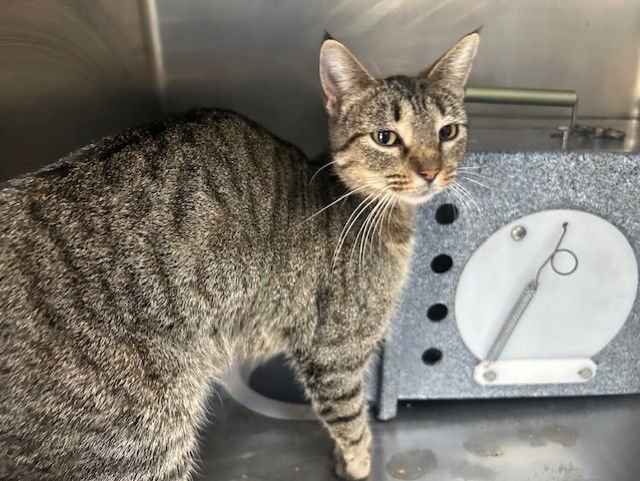 REYA - Domestic Short Hair available for adoption