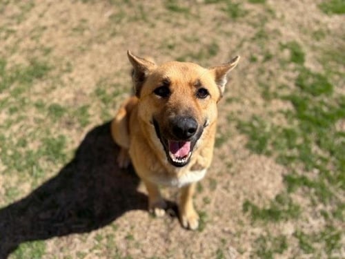 SIMON - German Shepherd Dog available for adoption