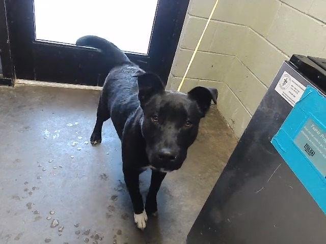 CHANCE - Australian Cattle Dog/Blue Heeler / Pit Bull Terrier available for adoption