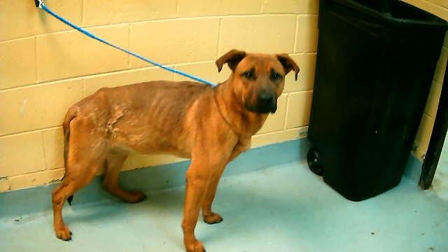 COPPER - German Shepherd Dog available for adoption