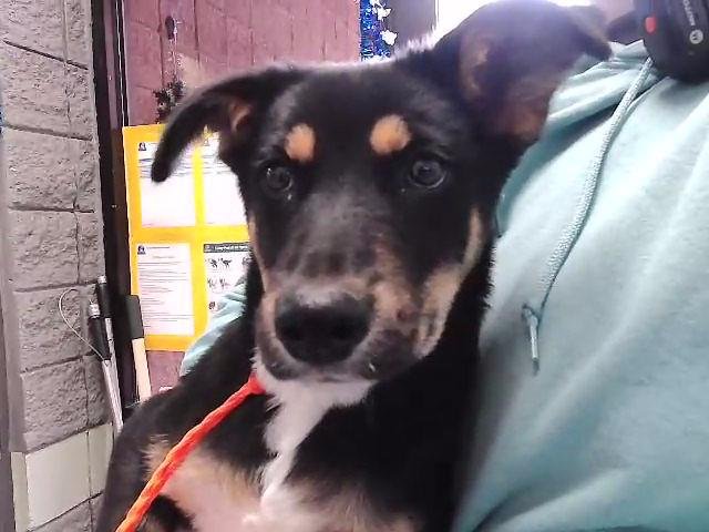 SYDNEY - German Shepherd Dog available for adoption