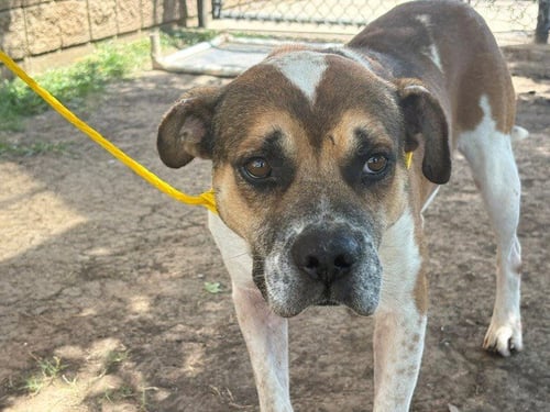 DRAGON - Pit Bull Terrier available for adoption