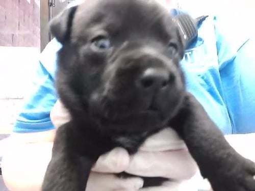 CLAY - Pit Bull Terrier available for adoption