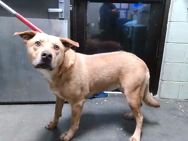 BEYBEY - Pit Bull Terrier available for adoption