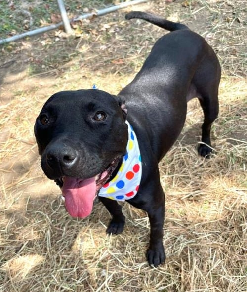 MAMAS - American Pit Bull Terrier / Labrador Retriever available for adoption
