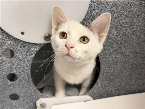 SPAGHETTIOS - Domestic Short Hair available for adoption