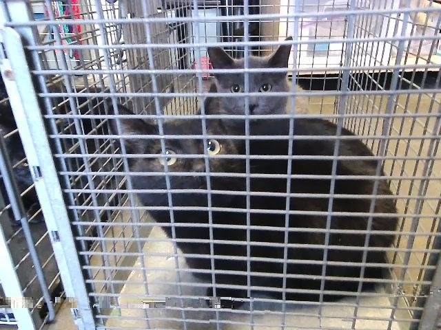 BANJO - Domestic Short Hair available for adoption