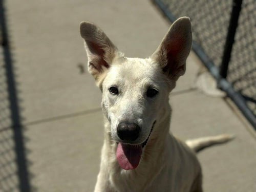 PRINCESS - German Shepherd Dog available for adoption