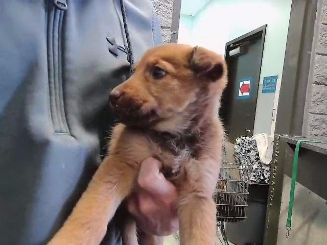 ARIA - German Shepherd Dog available for adoption