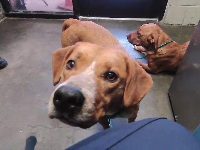 SUNNY - Pointer available for adoption