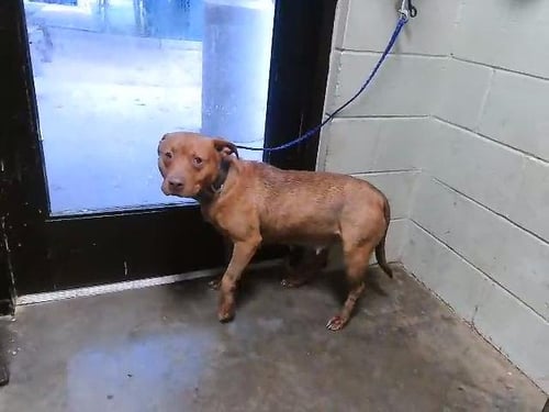 ANONYMOUS - Pit Bull Terrier available for adoption