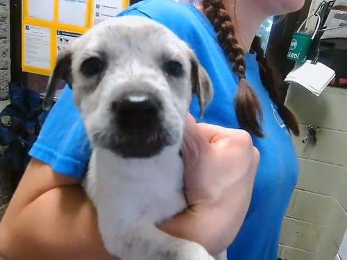 SARA - Australian Cattle Dog/Blue Heeler / German Shepherd Dog available for adoption