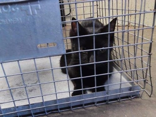 ZOODLES - Domestic Short Hair for adoption in Broken Arrow