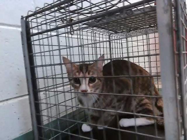 LIL BIN - Domestic Short Hair available for adoption