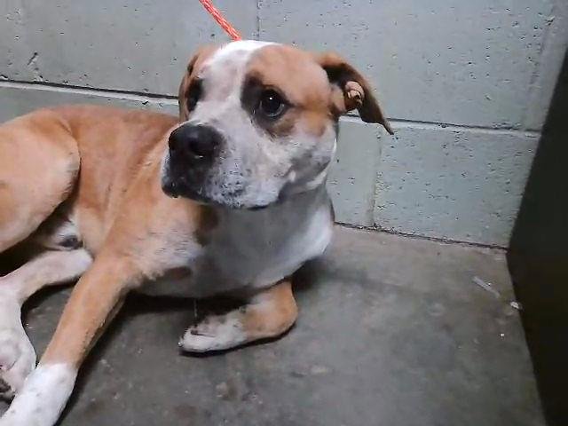 BRISKET - Pit Bull Terrier available for adoption