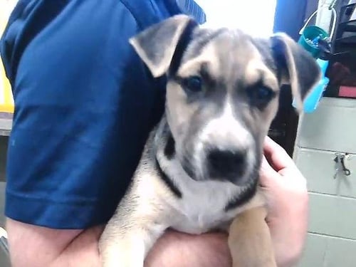 ROW BOAT - Pit Bull Terrier available for adoption