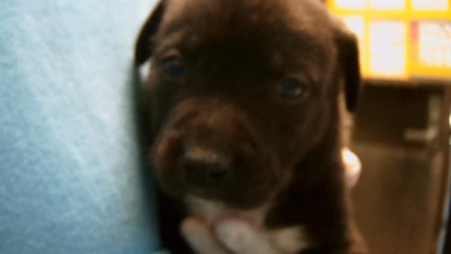 SKYE - Pit Bull Terrier available for adoption