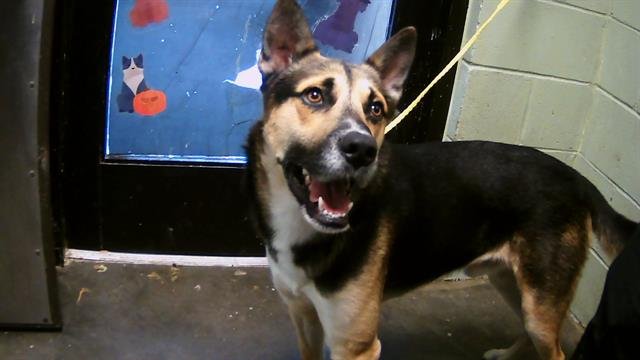 TONIE - German Shepherd Dog / Husky available for adoption