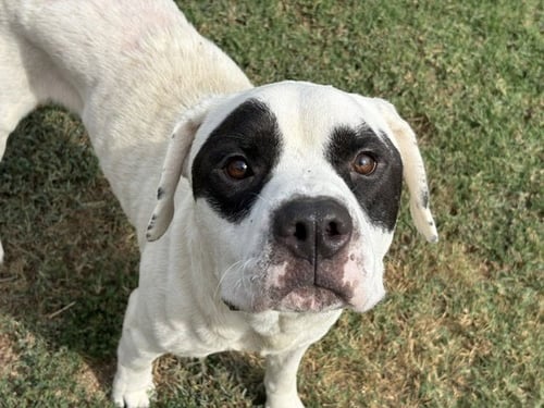 RACOON - Pit Bull Terrier available for adoption