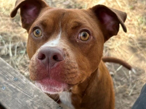 BUSTER - Pit Bull Terrier for adoption in Broken Arrow