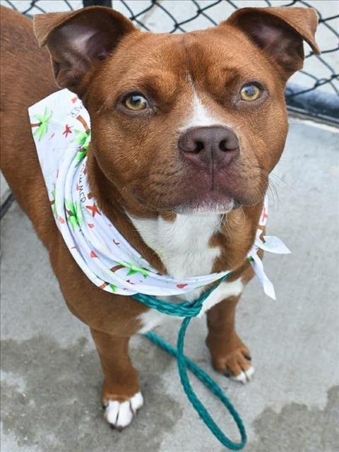 BUSTER - Pit Bull Terrier available for adoption