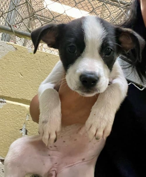 OPERA - Pit Bull Terrier available for adoption