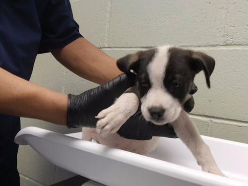 8 - Pit Bull Terrier available for adoption