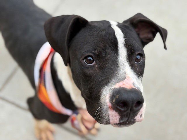 BIG JOHN - Great Dane / Pit Bull Terrier available for adoption