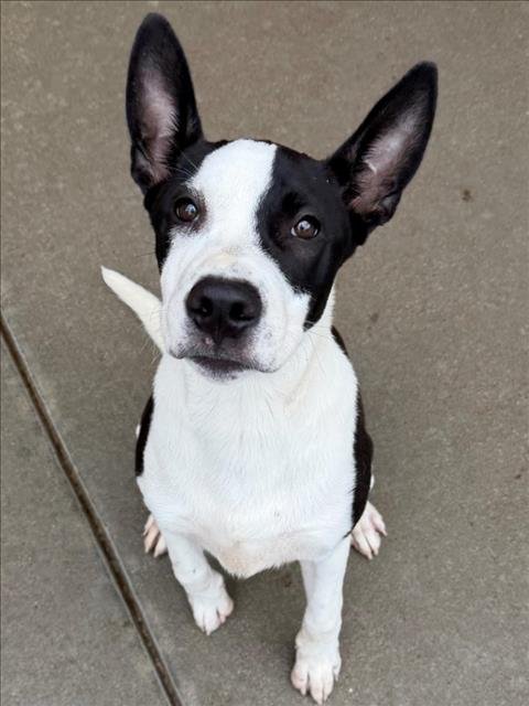 IVAN - Staffordshire Bull Terrier available for adoption