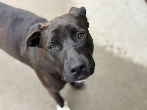 WOOWOO - Pit Bull Terrier available for adoption