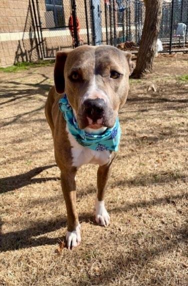 TORI - Pit Bull Terrier available for adoption