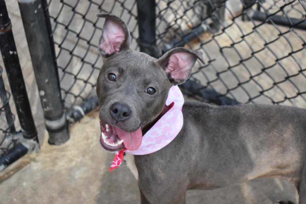 CHLOE - Pit Bull Terrier available for adoption