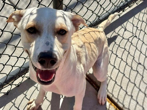 PRINCE CHARMING - Labrador Retriever available for adoption