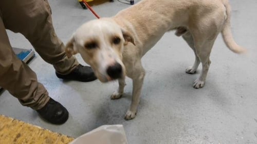 PRINCE CHARMING - Labrador Retriever available for adoption