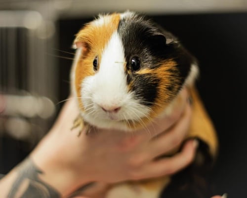 RUBY - Guinea Pig available for adoption